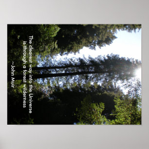 Poster Forest Wilderness Redwoods