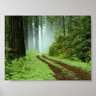 Poster Forêt