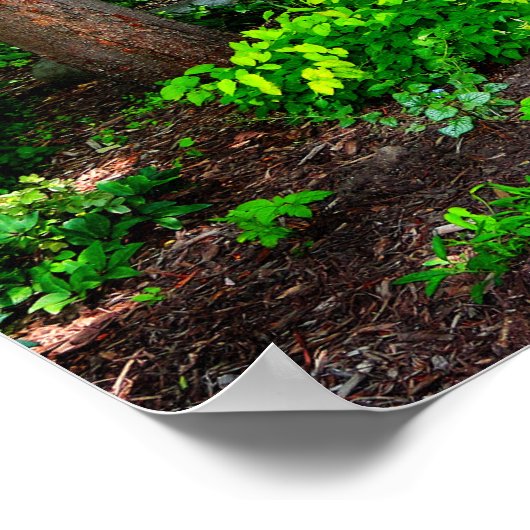 Poster forêt (Coin)
