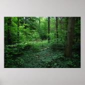 Poster Forêt3 (Devant)