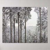 Poster Forêt à feuillage persistant en hiver (Devant)