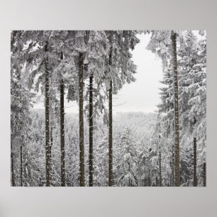 Poster Forêt à feuillage persistant en hiver