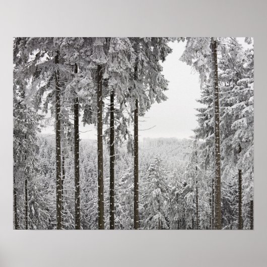 Poster Forêt à feuillage persistant en hiver (Devant)