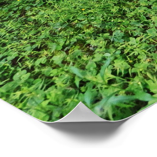 Poster forêt alpine (Coin)