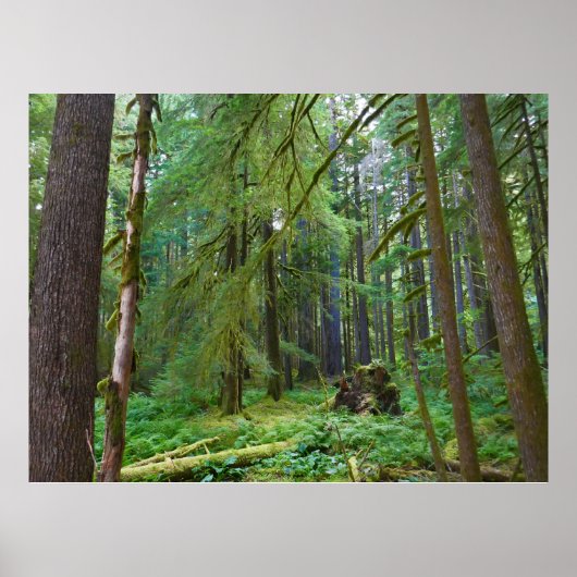 Poster Forêt ancienne (Devant)