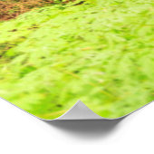 Poster forêt ancienne à la forêt des Patriarches (Coin)