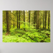 Poster forêt ancienne à la forêt des Patriarches (Devant)