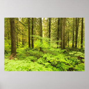 Poster forêt ancienne au bosquet des Patriarches