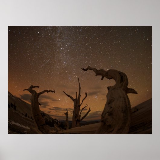 Poster Forêt ancienne de pins à Bristlecone | Californie (Devant)