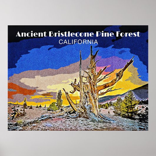 Poster Forêt ancienne de pins à Bristlecone, Californie (Devant)