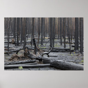 Poster Forêt après le feu en parc national de Yellowstone