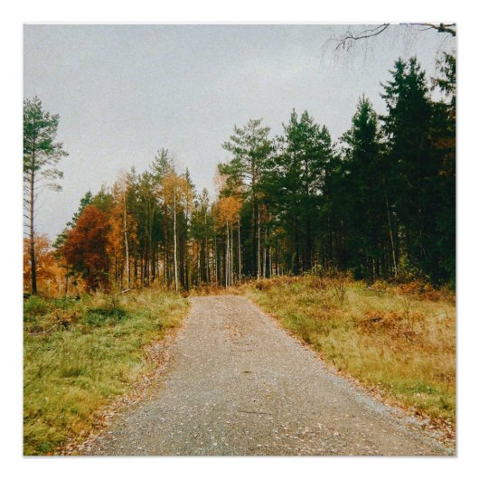 Poster Forêt automnale suédoise (Devant)