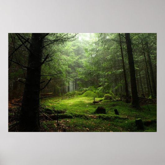 Poster Forêt | Auvergne France (Devant)
