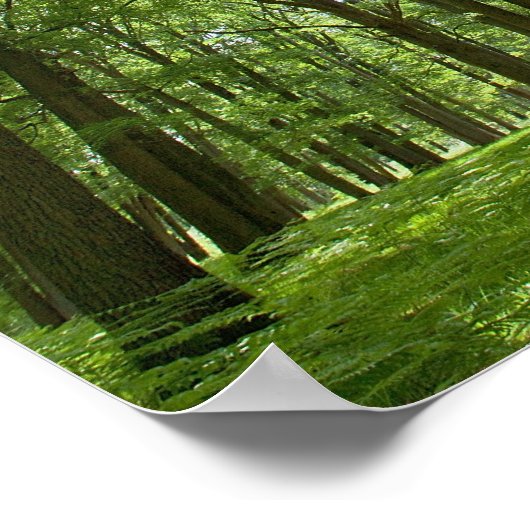 Poster Forêt avec soleil derrière (Coin)