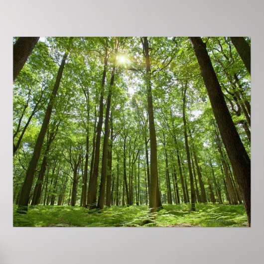 Poster Forêt avec soleil derrière (Devant)