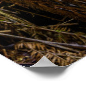 Poster Forêt | Beauchamp Falls Australie (Coin)