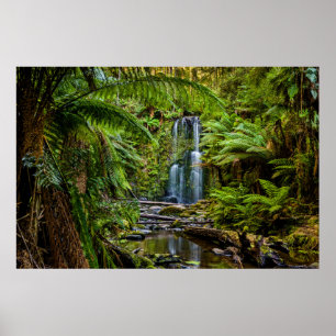 Poster Forêt Beauchamp Falls Australie