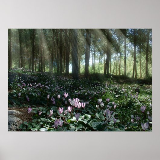 Poster Forêt Ben Shemen en Israël, Terre Sainte (Devant)