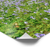 Poster Forêt bleue avec des fleurs de jacinthe des bois (Coin)