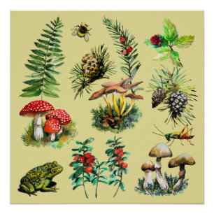 Poster Forêt, champignons sauvages