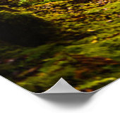 Poster Forêt | Chemin De Marche Dans La Forêt (Coin)