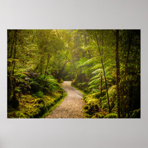 Poster Forêt   Chemin De Marche Dans La Forêt