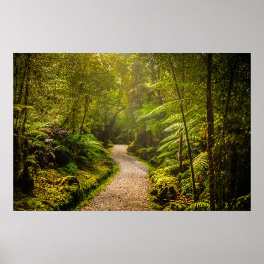Poster Forêt | Chemin De Marche Dans La Forêt (Devant)