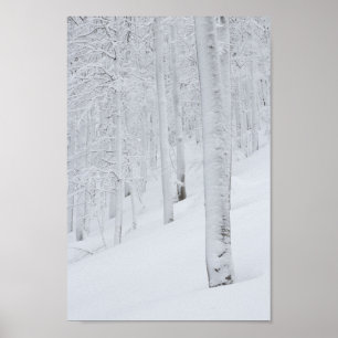 Poster Forêt couverte neige hiver merveilleuse