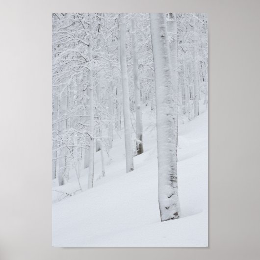 Poster Forêt couverte neige hiver merveilleuse (Devant)