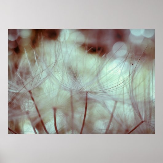 Poster Forêt d'akènes (Devant)