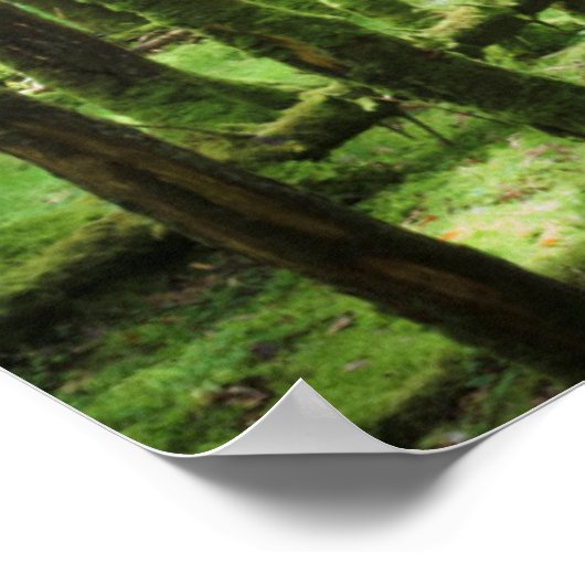 Poster Forêt dans le parc national Killarney | Kerry, Irl (Coin)