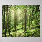 Poster Forêt dans le parc national Killarney | Kerry, Irl (Devant)