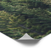 POSTER FORÊT D'ARBRE DE PINS (Coin)