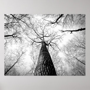 Poster Forêt d'arbres d'automne noir et blanc