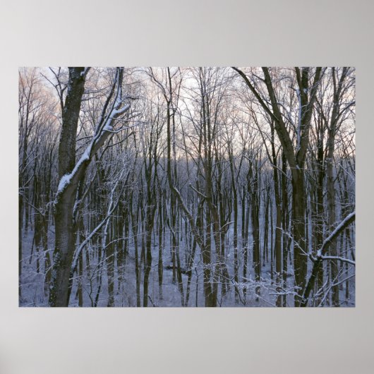 Poster Forêt d'arbres enneigés (Devant)