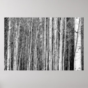 Poster Forêt d'Aspen
