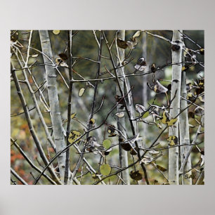Poster Forêt d'Aspen