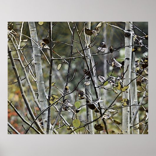 Poster Forêt d'Aspen (Devant)