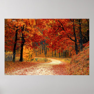 Poster Forêt d'automne