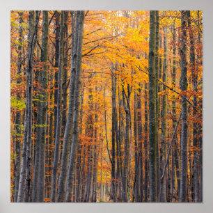 Poster Forêt d'automne d'or étonnante