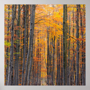 Poster Forêt d'automne d'or étonnante