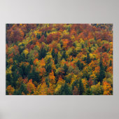 Poster Forêt d'automne époustouflante (Devant)