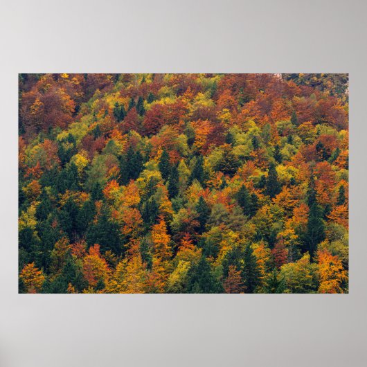 Poster Forêt d'automne étonnante (Devant)
