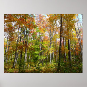 Poster Forêt d'automne I Photographie de paysage automnal