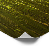 Poster Forêt de Bamboo près du sentier de la crête de Wai (Coin)