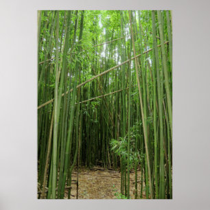 Poster Forêt de bambou hawaïen