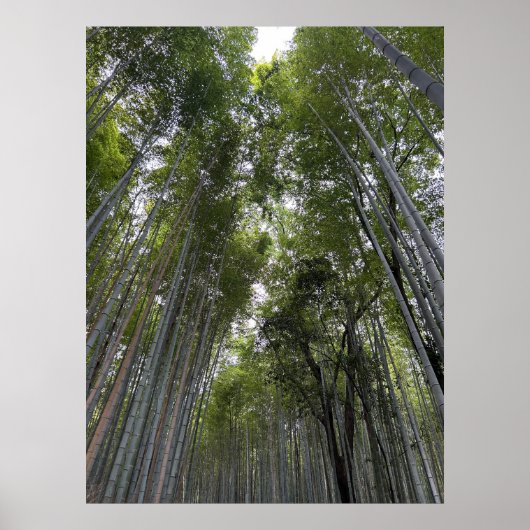 Poster Forêt de bambou - Kyoto (Devant)