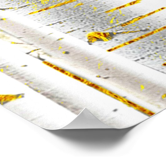 Poster Forêt de bouleaux d'or et de blanc (Coin)