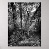 Poster forêt de bouleaux noir et blanc (Devant)