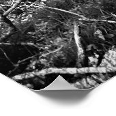 Poster forêt de bouleaux noir et blanc (Coin)